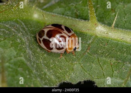 Ausgewachsener gemeiner Marienkäfer der Art Cycloneda conjugata Stockfoto