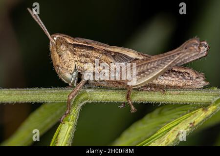 Ausgewachsene, schräg gesichtige Grasshopper der Gattung „Oshulella“ Stockfoto