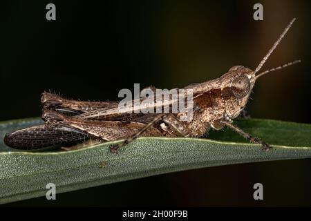 Ausgewachsene, schräg gesichtige Grasshopper der Gattung „Oshulella“ Stockfoto