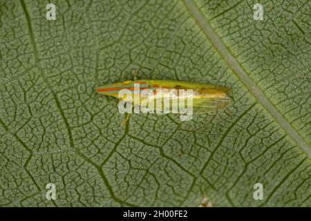 Erwachsener typischer Blatttrichter der Gattung Krocolidia Stockfoto