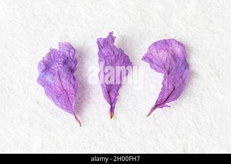 Nahaufnahme von violetten Blütenblättern auf weißem Hintergrund Stockfoto
