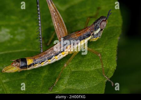 Weibliche Monkey Grasshopper Nymphe der Art Temnomastax hamus Stockfoto