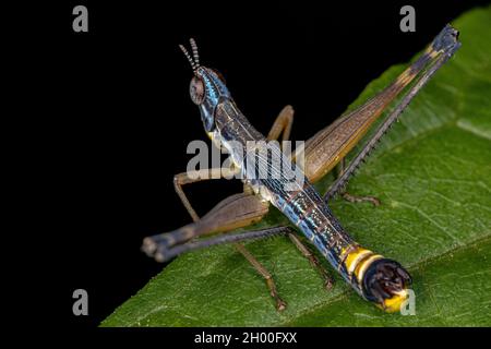 Männliche Monkey Grasshopper Nymphe der Art Temnomastax hamus Stockfoto