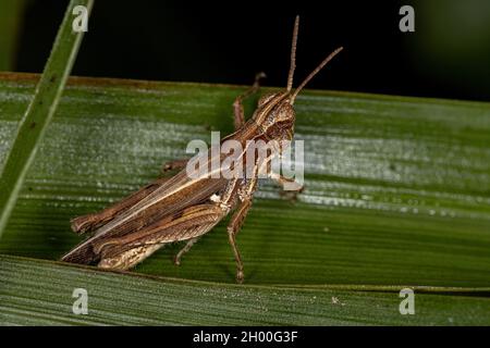 Ausgewachsene, schräg gesichtige Grasshopper der Gattung „Oshulella“ Stockfoto