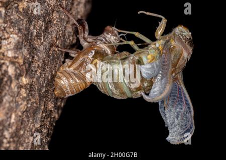 Erwachsener Riesenkicada der Art Quesada gigas im Prozess der Eklyse, bei dem sich die Zikade zum Erwachsenenstadium entwickelt und das alte Exoskelett Th verlässt Stockfoto