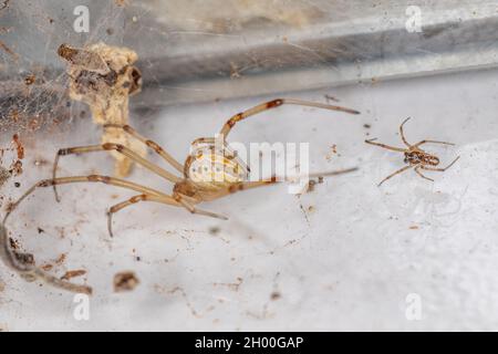 Weibliche und männliche braune Widow-Spinnen der Art Latrodectus geometricus Stockfoto