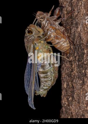 Erwachsener Riesenkicada der Art Quesada gigas im Prozess der Eklyse, bei dem sich die Zikade zum Erwachsenenstadium entwickelt und das alte Exoskelett Th verlässt Stockfoto