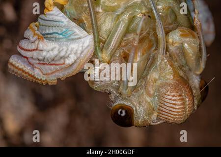 Erwachsener Riesenkicada der Art Quesada gigas im Prozess der Eklyse, bei dem sich die Zikade zum Erwachsenenstadium entwickelt und das alte Exoskelett Th verlässt Stockfoto