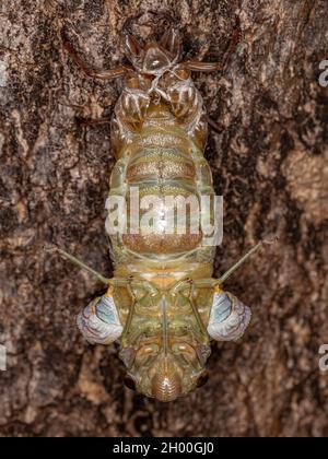 Erwachsener Riesenkicada der Art Quesada gigas im Prozess der Eklyse, bei dem sich die Zikade zum Erwachsenenstadium entwickelt und das alte Exoskelett Th verlässt Stockfoto