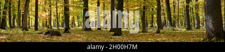 Bild von gelben Bäumen im Herbstwald. Panorama der Natur im Herbst im Wald Stockfoto