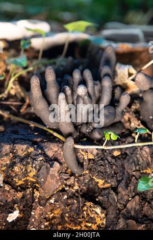 Nahaufnahme von schwarzen Xylaria-Pilzen auf einem Baumstumpf im Wald Stockfoto