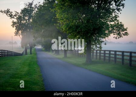 Nebliger Morgen - Horse Country - Lexington - Kentucky Bluegrass Stockfoto