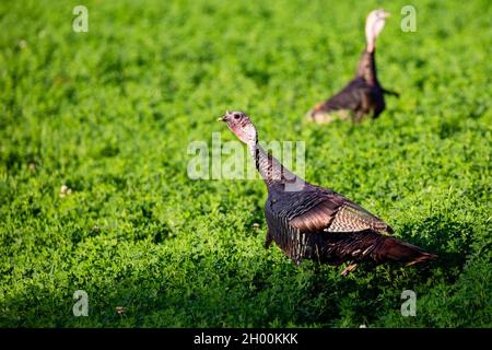 Östlicher wilder putenmännchen (Meleagris gallopavo), der in einem Luzerne-Feld in Zentral-Wisconsin, horizontal, steht Stockfoto