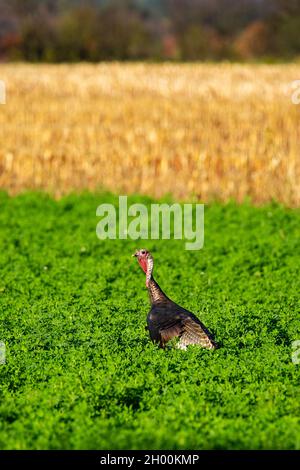 Östlicher wilder putenmännchen (Meleagris gallopavo), der in einem Luzerne-Feld in Zentral-Wisconsin, vertikal, steht Stockfoto