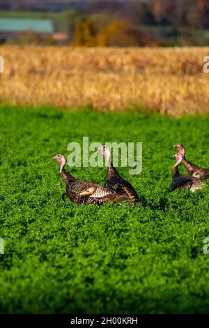 Östlicher wilder putenmännchen (Meleagris gallopavo), der in einem Luzerne-Feld in Zentral-Wisconsin, vertikal, steht Stockfoto