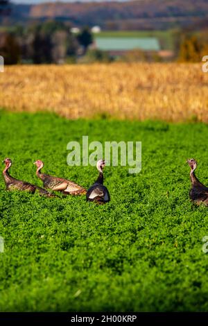 Östliche wilde putenmännchen (Meleagris gallopavo), die in einem Luzerne-Feld in Zentral-Wisconsin, vertikal, stehen Stockfoto