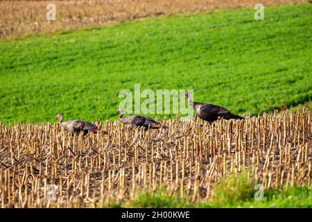 Baum-östliche wilde putenmännchen (Meleagris gallopavo), die in einem corfield in Zentral-Wisconsin, horizontal, wandern Stockfoto