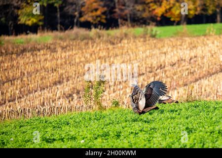 Die wilden türkischen Männchen (Meleagris galopavo) flattern horizontal in einem Luzerne-Feld im Zentrum von Wisconsin mit seinem Flügel Stockfoto