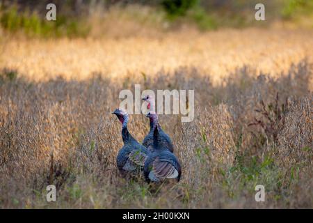 Östliche wilde türkei (Meleagris galopavo) im frühen Herbst in Zentral-Wisconsin, horizontal Stockfoto