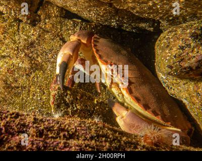 Nahaufnahme eines Krebs-Pagurus, auch als essbare Krabbe oder braune Krabbe bekannt. Bild von den Wetterinseln, Schweden Stockfoto