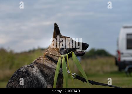 Ein verspielter, vier Monate alter Schäferhund. Grünes Gras im Hintergrund Stockfoto