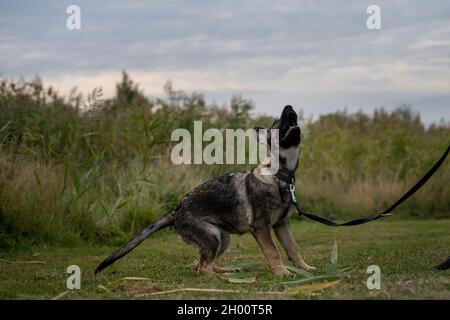 Ein verspielter, vier Monate alter Schäferhund. Grünes Gras im Hintergrund Stockfoto