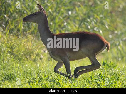 Hind (Rothirschweibchen) läuft im Sommer auf grünem Grasland. Wildtiere in natürlichem Lebensraum Stockfoto
