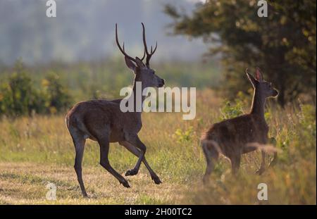 Junge Rothirsche und Hintern laufen im Sommer auf der Wiese. Wildtiere in natürlichem Lebensraum Stockfoto