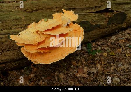 Das Huhn des Waldes pilzt Laetiporus sulfureus, das auf einem gefallenen Baum wächst. Stockfoto