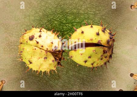 Zwei ungeschälte Kastanien auf Keramikgeschirr, Nahaufnahme, Draufsicht. Stockfoto