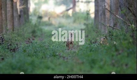 Der goldene Schakal (Canis aureus) steht im Wald. Wildtiere in natürlichem Lebensraum Stockfoto