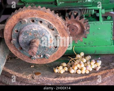 Weinlese-Traubenbrecher, Arsos-Weinfest, Arsos-Dorf, Zypern. Stockfoto