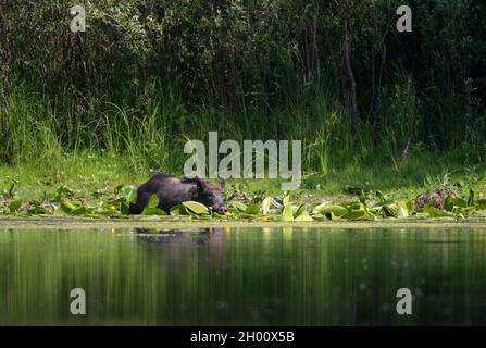Wildschweine (sus scrofa ferus), die in flaches Wasser im Wald eindringen. Wildtiere in natürlichem Lebensraum Stockfoto