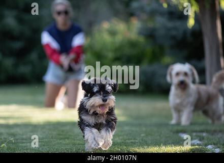 Zwei Hunde spielen und laufen auf Rasen im Park mit Besitzer im Hintergrund Stockfoto