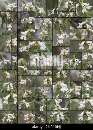 Collage aus weißen Racemenblüten auf der Wüstenweide, Chilopsis Linearis, Bignoniaceae, aus der südlichen Mojave-Wüste, Frühjahr 2021. Stockfoto