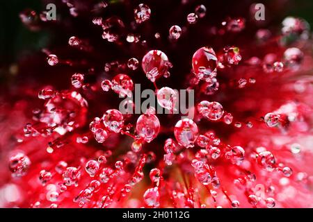 Tautropfen auf einer Gartenblume nach dem Regen Stockfoto