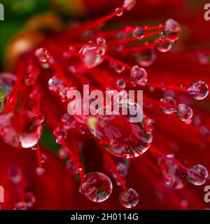 Tautropfen auf einer Gartenblume nach dem Regen Stockfoto
