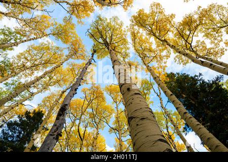 Goldenes Herbstlaub von quaker Espen in San Francisco Peaks in der Nähe von Flagstaff, Arizona-2 Stockfoto