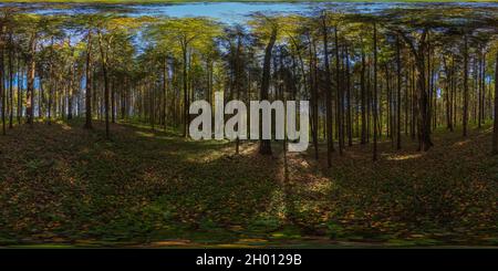 360 mal 180 Grad kugelförmiges Panorama am sonnigen Herbsttag im Kiefernwaldpark mit blauem Himmel. Stockfoto