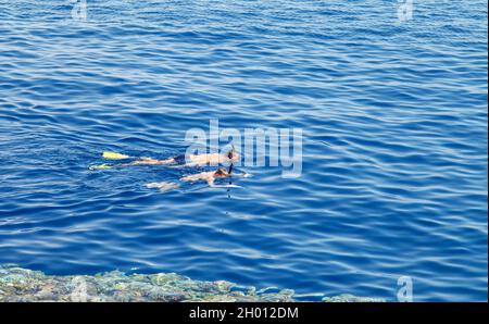Zwei Menschen in Masken, Flossen, Schnorcheln mit Rohren und beobachten die Unterwasserwelt in der Nähe der Riffe im Roten Meer Stockfoto