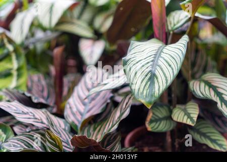 Konzentrieren Sie sich auf die Natur Gartenblätter in grün Stockfoto