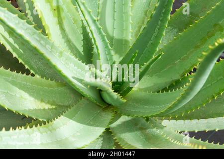 Konzentrieren Sie sich auf die Natur grüne Aloe-Bäume Pflanzen im Garten Stockfoto