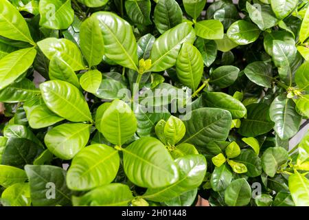 Konzentrieren Sie sich auf die Natur grüne Pflanzen im Garten Stockfoto