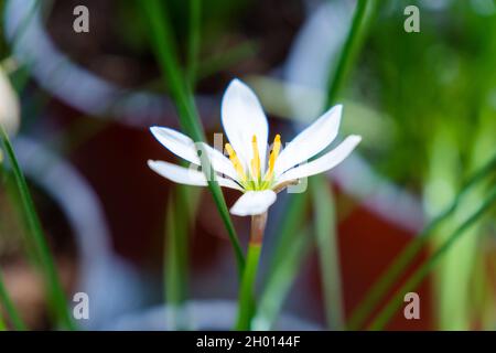 Konzentrieren Sie sich auf die Natur weiße Blume und grünes Gras Stockfoto