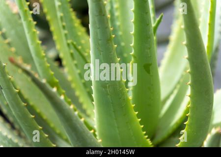 Konzentrieren Sie sich auf die Natur grüne Aloe-Bäume Pflanzen im Garten Stockfoto