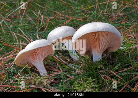 Der Pilz Clitopilus prunulus (der Müller) kommt in Graslandschaften in Europa und Nordamerika vor. Es ist eine essbare Art. Stockfoto