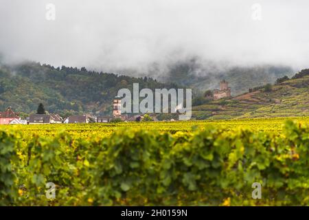 Weinberge und das Schloss von Kaysersberg, Frankreich Stockfoto
