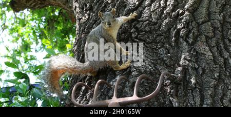 Ein niedliches Fuchshörnchen schaut den Betrachter an, während er den Baum im Wald klettert Stockfoto