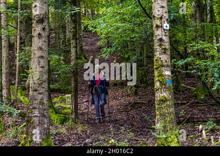 Wanderweg in den Vogesen bei Rimbach-près-Guebwiller, Frankreich Stockfoto