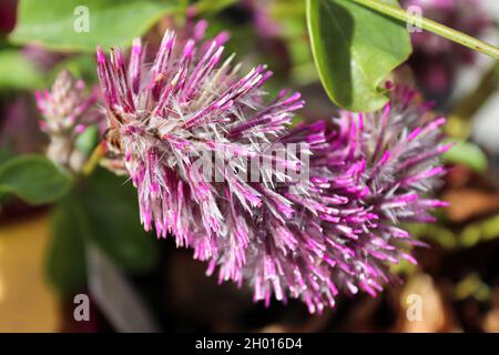 Nahaufnahme der Blütenblätter einer Joey-Pflanze Stockfoto